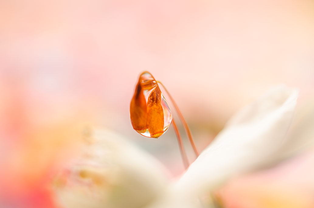 Due drop on a tiny moss and daisy petals