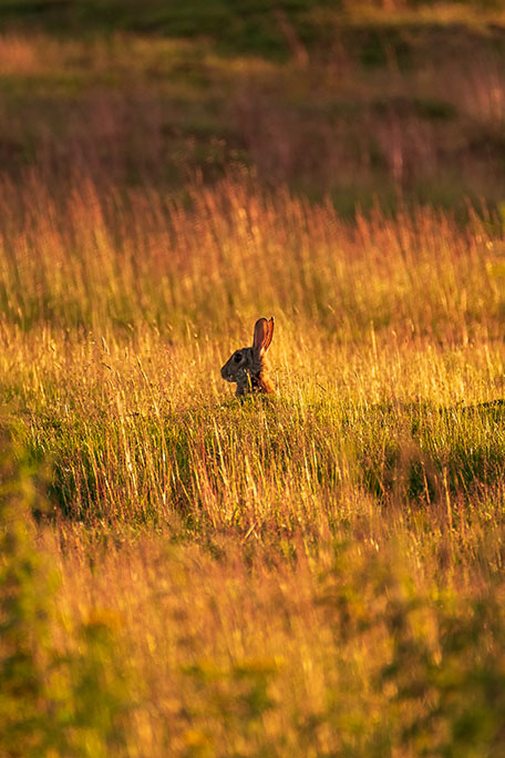 Basking in the golden light