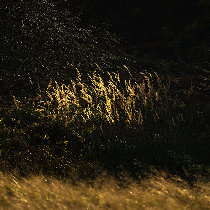 Shining gold